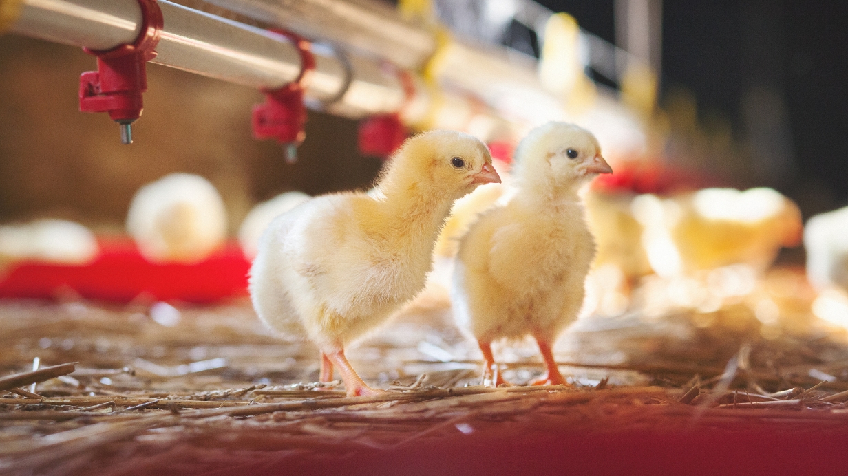 Des poussins en démarrage s'abreuve sur la ligne d'eau dans un élevage avicole. 