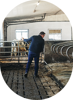 Un producteur travaille dans son étable dans le but de réduire l’empreinte carbone de sa ferme.