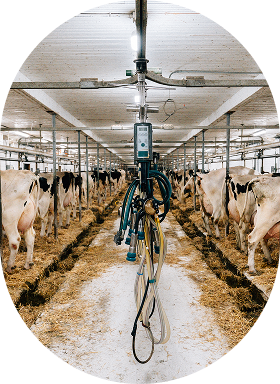 Une étable avec des vaches à l'intérieur.