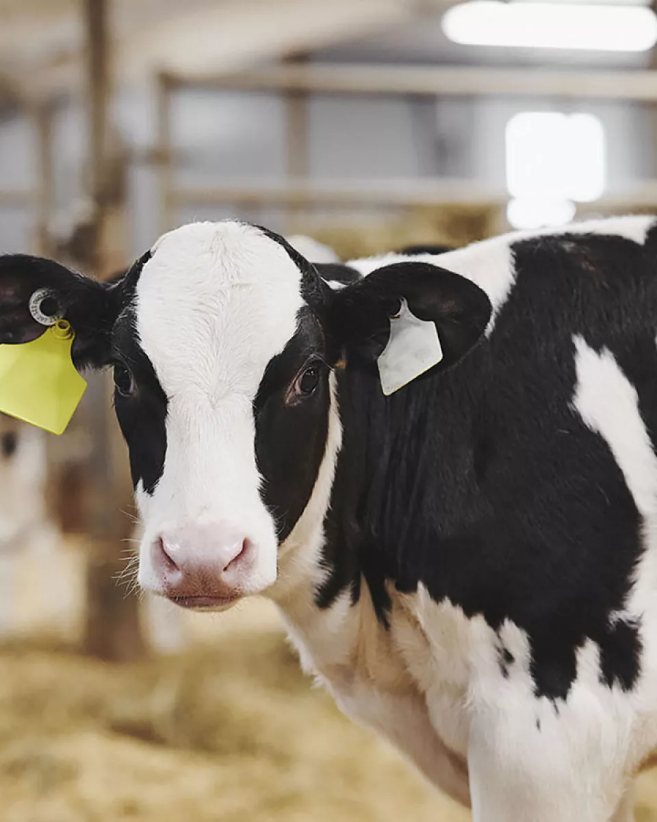 A cow in a barn is looking at us.